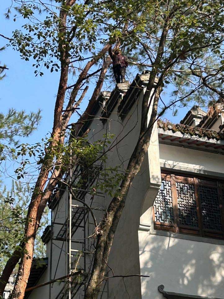 排除隱患，國(guó)資公司砍樹(shù)解民憂