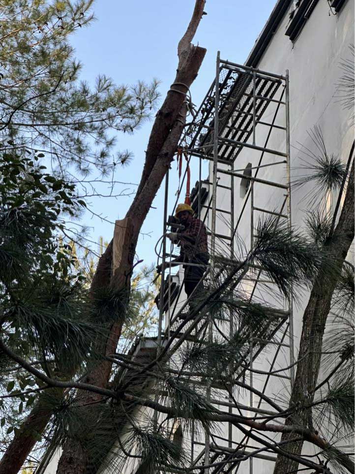 排除隱患，國(guó)資公司砍樹(shù)解民憂